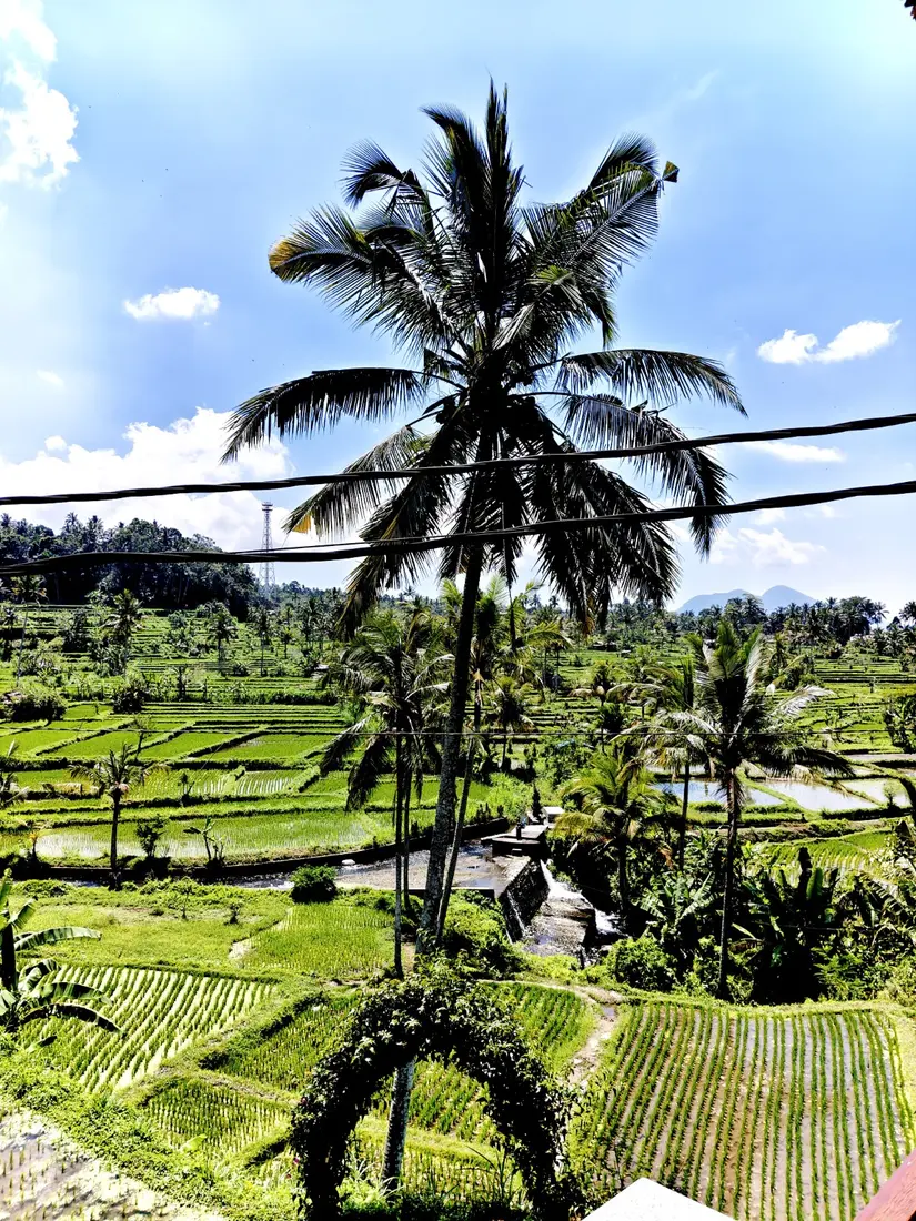Green rice terraces and coconut palms in Sidemen Valley, East Bali
